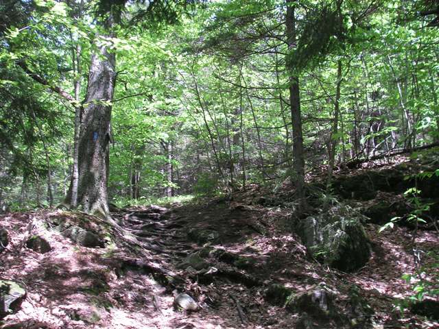 short side trail to fire tower at summit of Mt. Olga